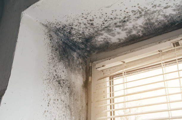 Affordable Mold Removal solutions in Keenesburg, CO